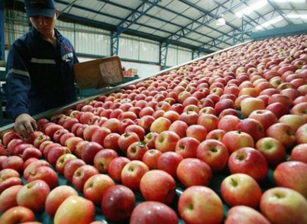 La AFIP declara la emergencia para la cadena de produccin de peras y manzanas