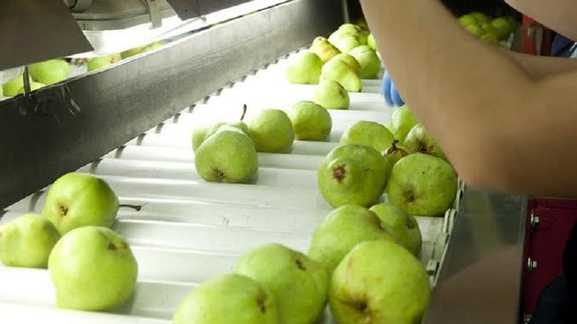 Por deudas millonarias en aportes patronales, desde junio la AFIP podra rematar chacras de peras y manzanas