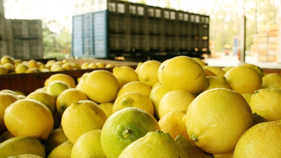 EE.UU. finalmente autoriz el ingreso de limones argentinos