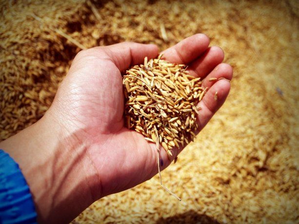 Por sequía y costo de insumos, Entre Ríos registra una de sus peores siembras de arroz