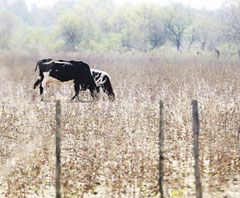 Se decretó el estado de emergencia agropecuaria en Chaco y se extendió la vigencia en Corrientes