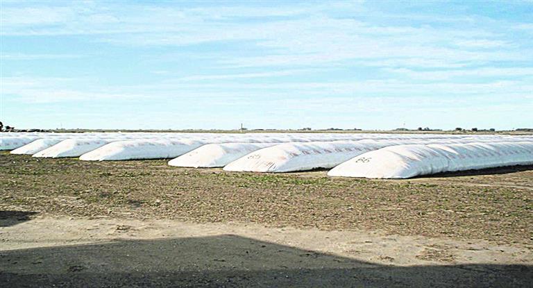 El campo se financia con trigo y maz, mientras an retiene el 55% de la soja