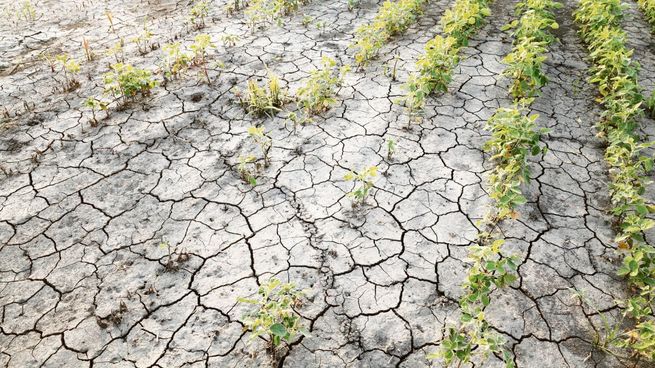 Se agrava la crisis por la sequía y la cosecha podría caer aún más