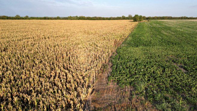 La soja y el trigo subieron por el clima en Argentina y la guerra entre Rusia y Ucrania